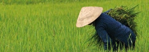Vietnamees Voor Beginners